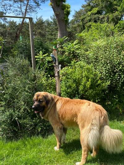 Die Dogorama Kalender Challenge Teil 3/4-Beitrag-Bild