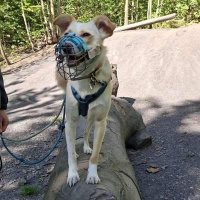 Hundetreffen-Sozialkontakt-Training-Bild