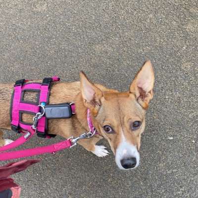 Hundetreffen-Wir suchen einen netten Hundemensch der uns gerne näher kennenlernen möchte-Bild