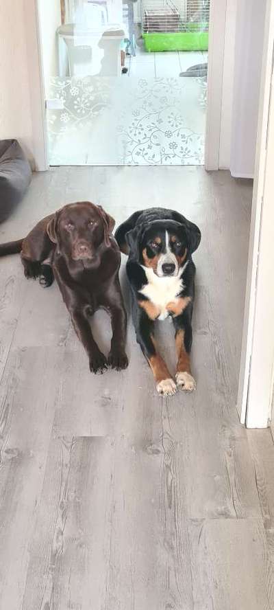 Appenzellerbesitzer gesucht!-Beitrag-Bild