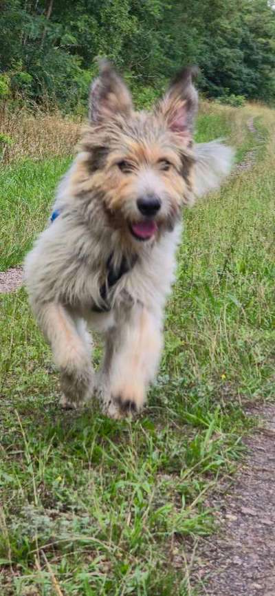 Gibts hier Mioritic Besitzer?-Beitrag-Bild