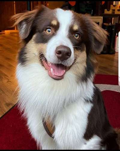 Dogorama Photo Challenge - Einmal lächeln bitte-Beitrag-Bild