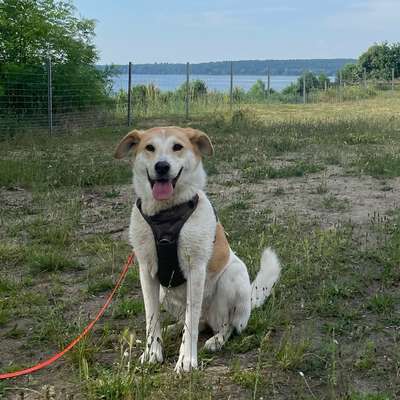 Hundetreffen-Playdate für Tierschutzmaus-Bild