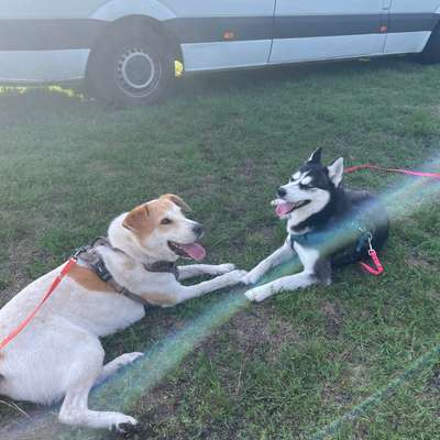 Hundetreffen-Playdate für Tierschutzmaus-Bild
