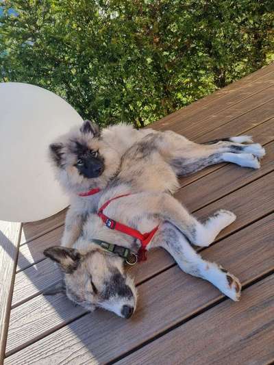 Bester Freund, Hundekumpel - zeigt her!-Beitrag-Bild