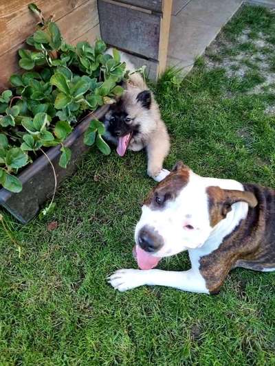 Bester Freund, Hundekumpel - zeigt her!-Beitrag-Bild