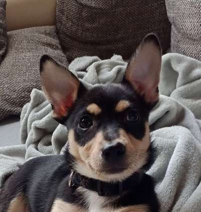 Mischlingshunde Foto Aufruf-Beitrag-Bild