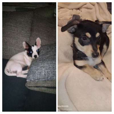 Welpen Bilder !-Beitrag-Bild