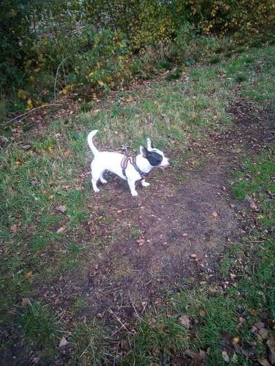 Mischlingshunde Foto Aufruf-Beitrag-Bild