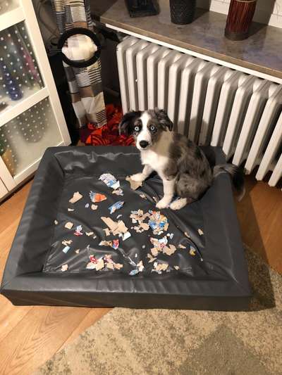 Zeig mir, dass du mit einem hund zusammenlebst....-Beitrag-Bild