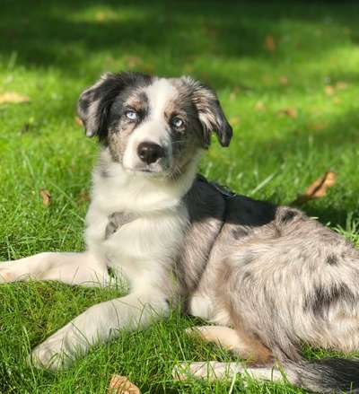 Die Dogorama Kalender Challenge Titelbild-Beitrag-Bild