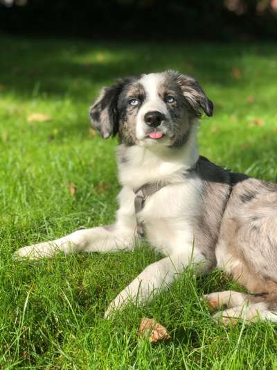 Welpen Bilder !-Beitrag-Bild