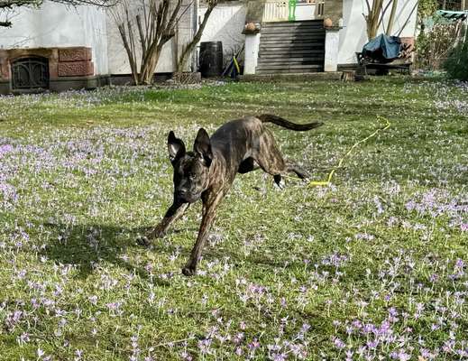 Hundetreffen-Spielkameraden gesucht-Bild