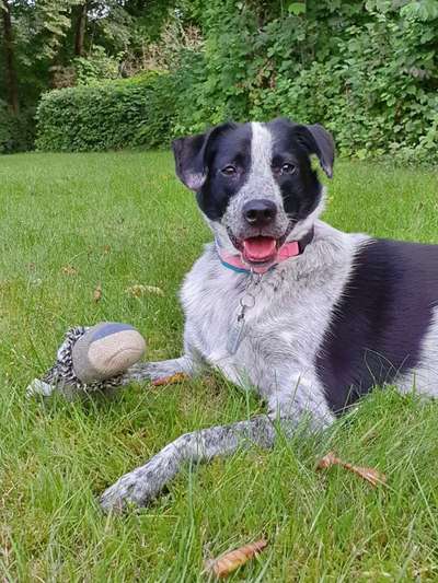 Englisch Pointer Mischlinge 🐶🐾-Beitrag-Bild