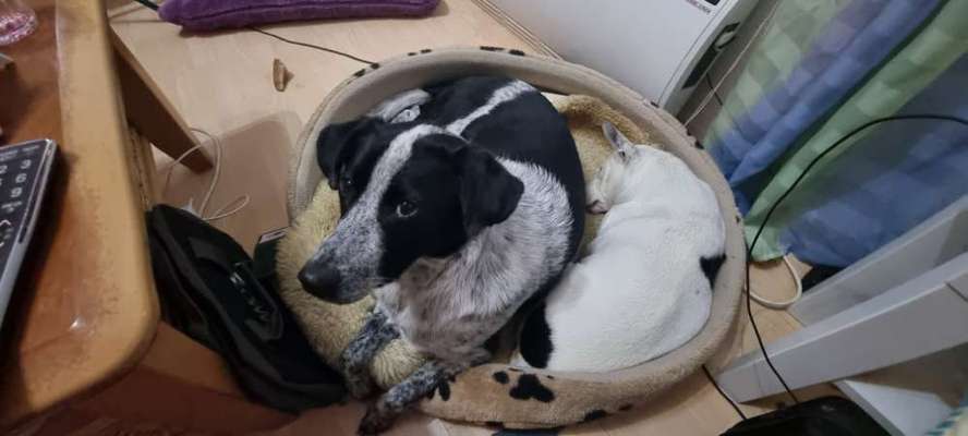 Englisch Pointer Mischlinge 🐶🐾-Beitrag-Bild