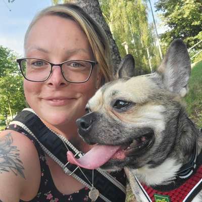 Hundetreffen-Gassi- oder Spieletreffen-Bild