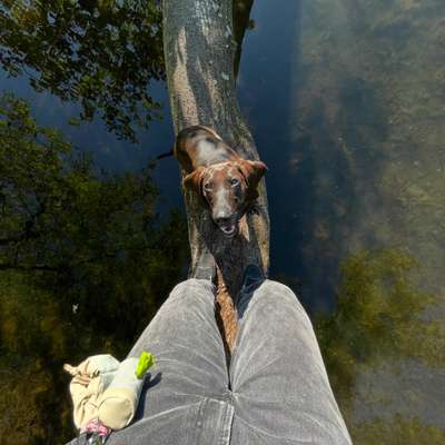 Tierschutzhunde suchen ein Zuhause-Beitrag-Bild