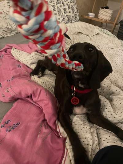 Tierschutzhunde suchen ein Zuhause-Beitrag-Bild