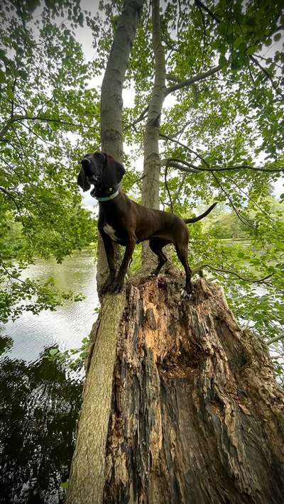 Tierschutzhunde suchen ein Zuhause-Beitrag-Bild