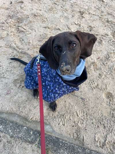 Tierschutzhunde suchen ein Zuhause-Beitrag-Bild