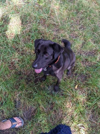 Auslandstierschutz-Beitrag-Bild