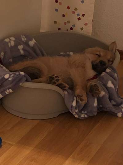 Welpen Bilder !-Beitrag-Bild