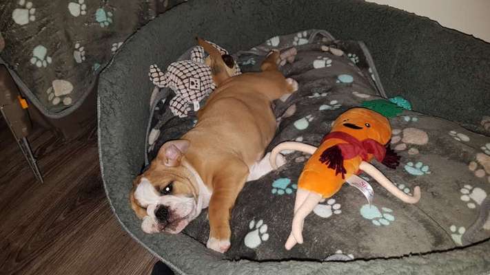 Welpen Bilder !-Beitrag-Bild