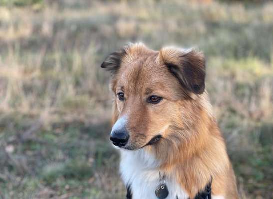Gibt's hier noch mehr Border Collies???-Beitrag-Bild