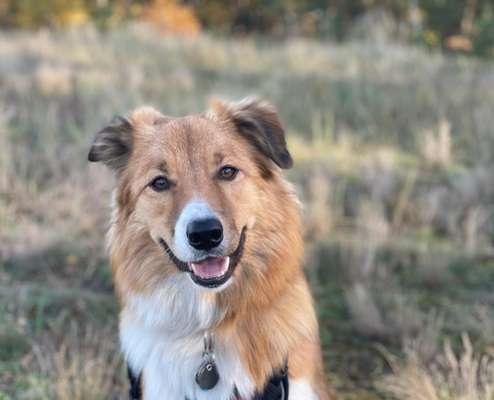 Gibt's hier noch mehr Border Collies???-Beitrag-Bild