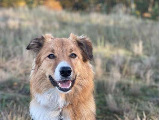 Gibt's hier noch mehr Border Collies???-Beitrag-Bild