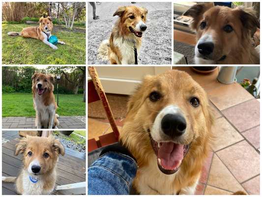 Gibt's hier noch mehr Border Collies???-Beitrag-Bild