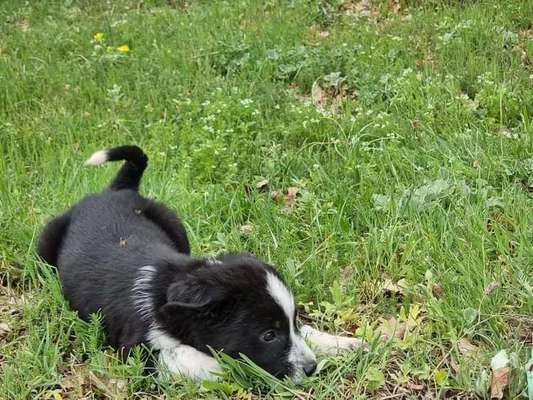 Geschreddert!-Beitrag-Bild