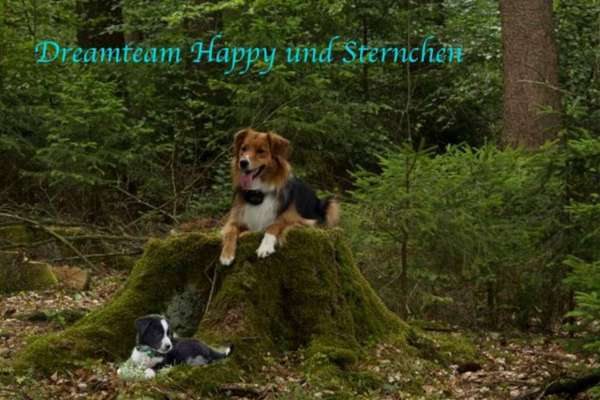 Photomontagen mit Hund-Beitrag-Bild
