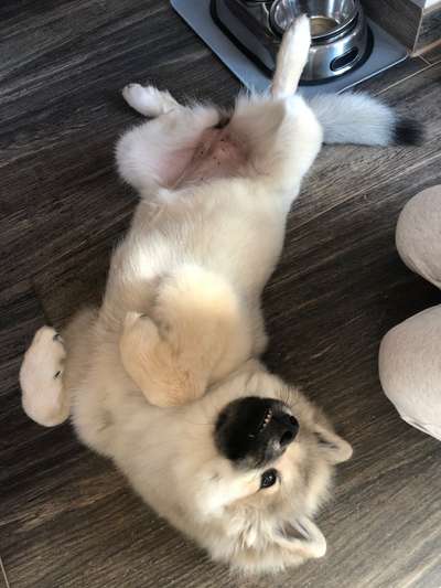 Dogorama Photo Challenge - Hundeblick zum hinschmelzen-Beitrag-Bild