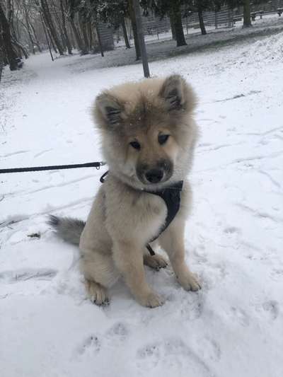 Eurasier hier?-Beitrag-Bild