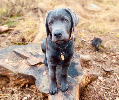 Wo sind meine Labrador Freunde-Beitrag-Bild