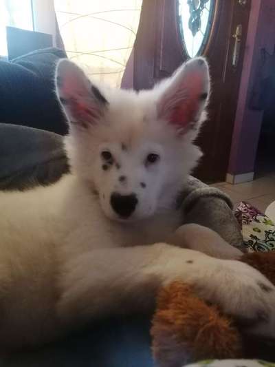 Hunderunde-Beitrag-Bild