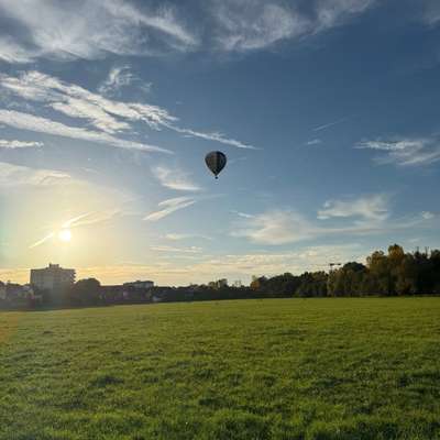Hundeauslaufgebiet-Wiesengrund Zirndorf-Bild