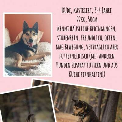 Tierschutzhunde suchen ein Zuhause-Beitrag-Bild