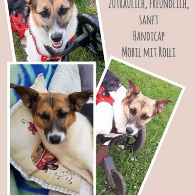 Tierschutzhunde suchen ein Zuhause-Beitrag-Bild