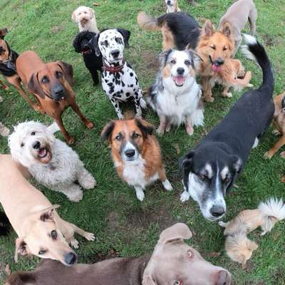 Hundetreffen-Gassi, Rudelspaziegang-Bild