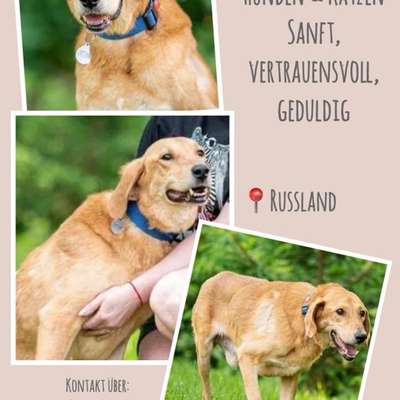 Tierschutzhunde suchen ein Zuhause-Beitrag-Bild