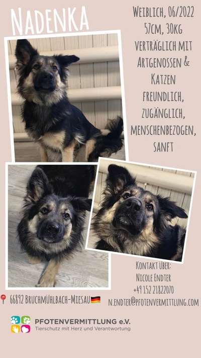 Tierschutzhunde suchen ein Zuhause-Beitrag-Bild