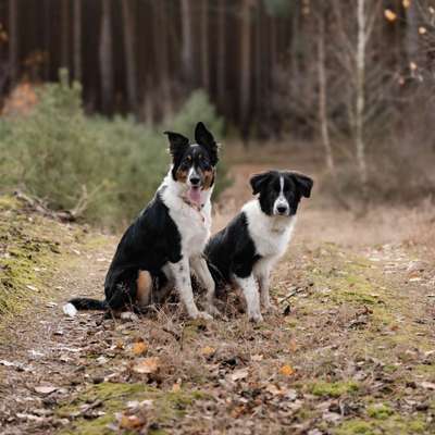 Hundetreffen-Gassirunden, Spieltage-Bild