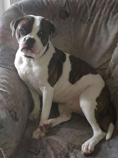 Wie kamst du zu deinem Hund?-Beitrag-Bild