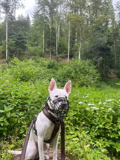 Hundetreffen-Social Walk-Bild