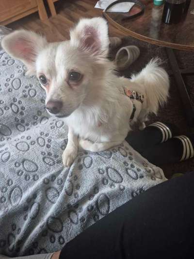 Mischlinge raten - Rätselspaß-Beitrag-Bild