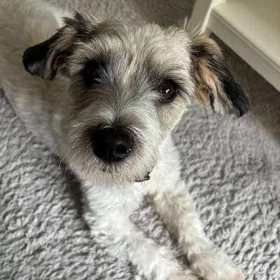 Hundetreffen-Souveräner Hundefreund gesucht-Bild