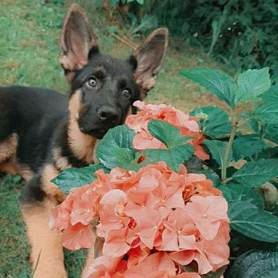 Die Dogorama Kalender Challenge Teil 3/4-Beitrag-Bild