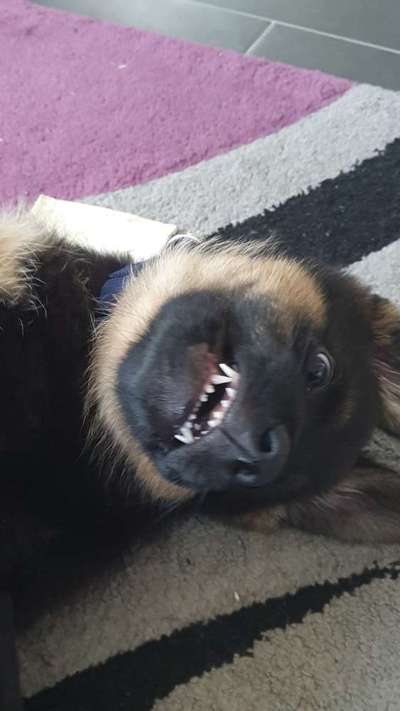 Welpen Bilder !-Beitrag-Bild